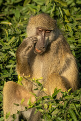 Chacma baboon sitting in tree scratching face
