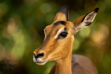 Close-up of female common impala in bushes