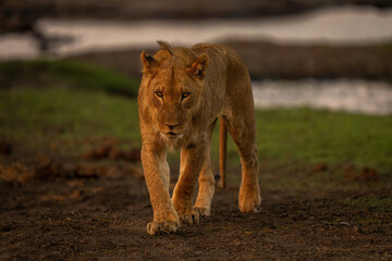 Fototapeta na wymiar Young male lion crosses riverbank towards camera