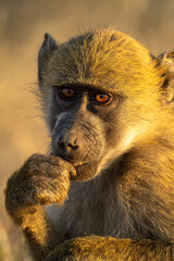 Close-up of chacma baboon sitting touching mouth