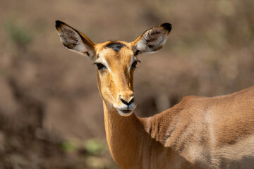 Naklejka na ściany i meble Close-up of female common impala turning round
