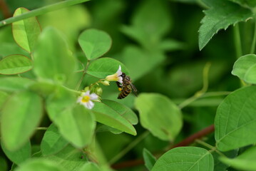 Flower and bee