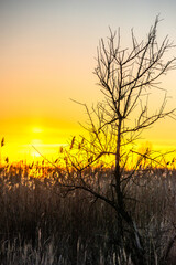 Obraz premium tree in sunset