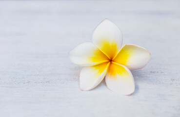 Naklejka na ściany i meble Closeup plumeria flower on white wood background