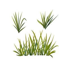 A set of grass on a white background. Watercolor illustration of meadow plants. Botanical image. Summer herbs. Wild-growing. Suitable for decoration, postcards, invitations, design, cosmetics, eco.