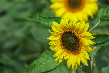 Close-up of sun flower against green background