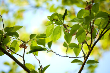                                young green leaves in the garden