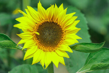 Yellow sunflower closeup background