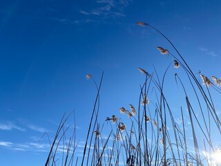 Photo of dry reeds against the blue sky and sunbeams. Winter nature of Ukraine. Dry cane on the blue sky background. Abstract flowers of dry grass, grass. Gray-beige dried fluffy plant