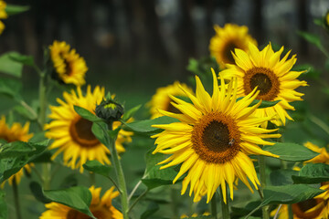 Obraz premium portrait of a sunflower in the field
