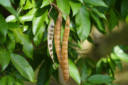 Inga edulis, Fabaceae family,  known as ice-cream bean, ice-cream-bean, joaquiniquil, cuaniquil, guama or guaba, is a fruit native to South America. Ponta Negra, Amazonas &ndash; Brazil.
