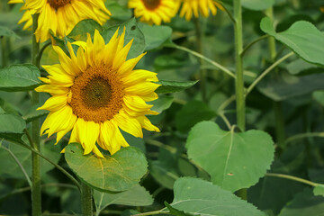 Close-up of sun flower against with green background