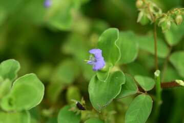 Commelina benghalensis, commonly known as the Benghal dayflower, tropical spiderwort, or wandering Jew
