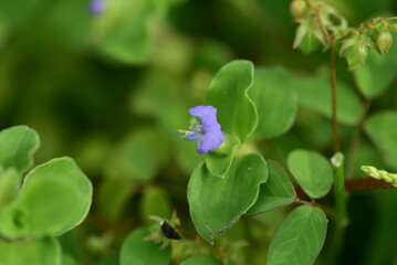 The flower of Commelina benghalensis, commonly known as the Benghal dayflower, tropical spiderwort, or wandering Jew