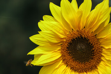 Fototapeta premium Closeup of sun flower with copy space