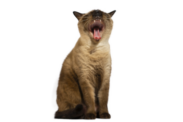Siamese cat sitting and yawning, isolated picture.