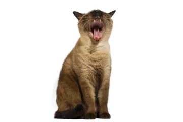 Türaufkleber Siamese cat sitting and yawning, isolated picture. © noppadon