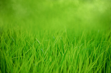Fototapeta na wymiar Green grass background with copy area to fill in the text.