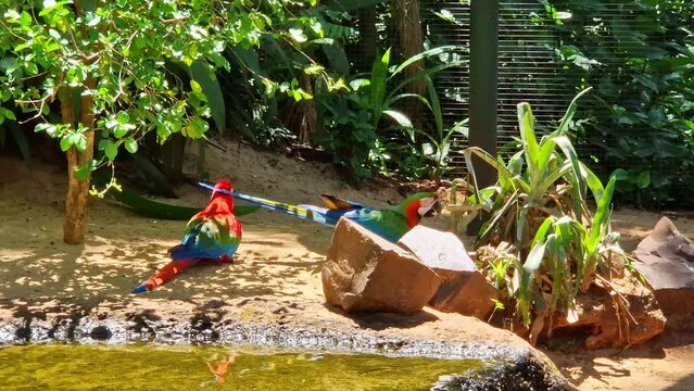 Red and green macaw or green winged macaw, scientific name ara chloroptera parrot bird in Parque das aves Foz do Iguacu Brazil Parana state