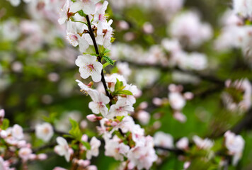 Closeup of spring cherry blossom flower at tree branch on dgreen bokeh background.