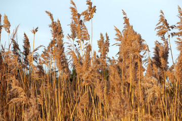 Fototapeta premium Big rocks in the sand with the sea in the background