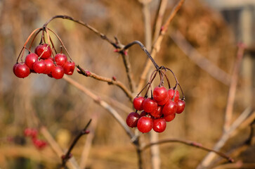 Two bunches of red viburnum berries, blurred background, close-up, selective focus