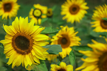 Closeup of sun flower seeds