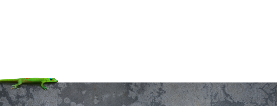 Gecko vert sur un mur en béton - bannière, fond transparent PNG