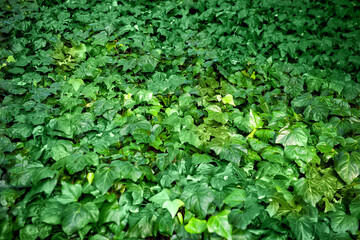 Abstract nature background with green plant leaves