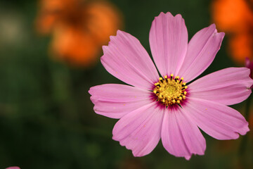 Fototapeta premium cosmos flower closeup in the garden