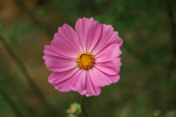 Obraz premium Pink cosmos flowers full blooming in the field.