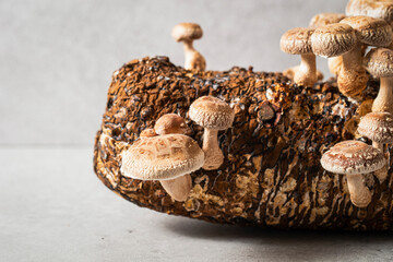 Mushroom cultivation kit, Shiitake Mushroom Kit