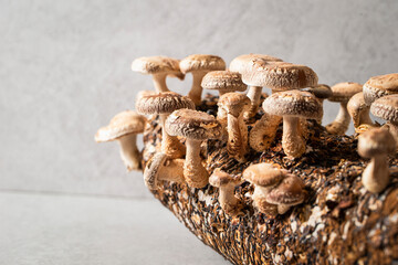 Mushroom cultivation kit, Shiitake Mushroom Kit