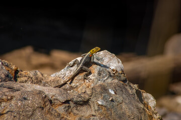 Female Agama Planiceps lizard basking on a rock in Namibia