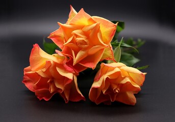 orange roses on black background