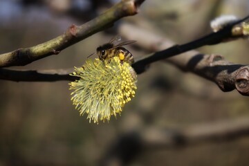 closeup of a bee on a catkin