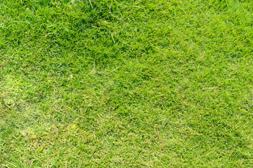 green lawn texture background image
