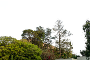 Obraz premium Green trees isolated on white background. Foliage in summer, Atlantic Forest, rainforest. Row of trees and bushes.