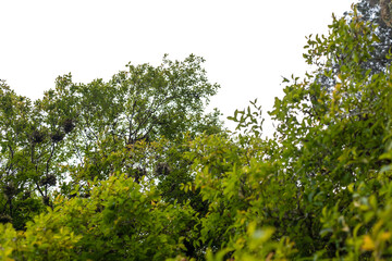 Green trees isolated on white background. Foliage in summer, Atlantic Forest, rainforest. Row of trees and bushes.