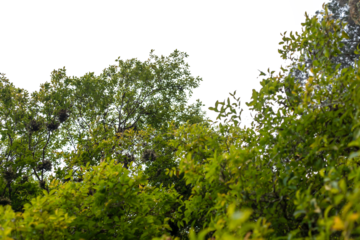 Green trees isolated on white background. Foliage in summer, Atlantic Forest, rainforest. Row of trees and bushes.