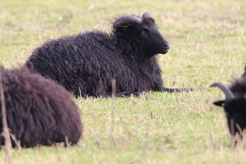 A portrait shot of Black Horned Sheep in a field