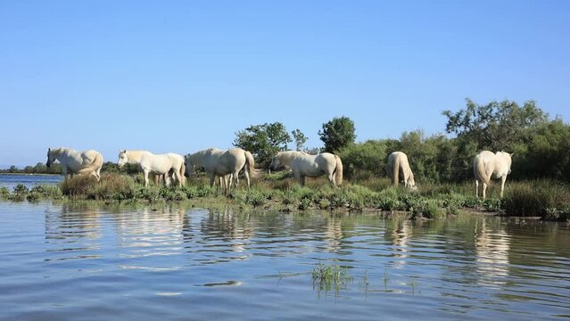 Group of Camargue horses near the seashore. Cona Island, Monfalcone, Italy