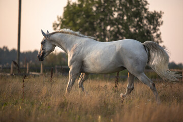 Naklejka na ściany i meble Beautiful bay horse rearing up in spring green field