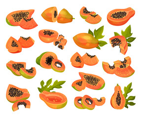 Ripe Papaya Fruit with Orange Flesh and Black Seeds Big Vector Set