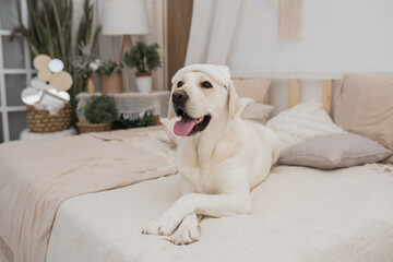 A cute dog lies on a white blanket. Golden retriever lies in bed in the morning. The concept of pets living like people