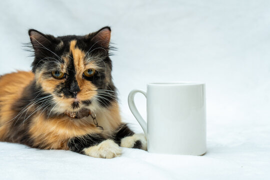 Relax and unwind as you watch this cute cat finding comfort and peace while resting near a white blank mug