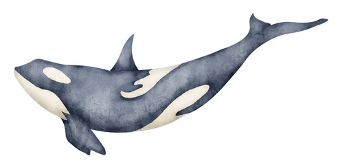 Watercolor illustration of black Killer Whale. Hand drawn illustration of Orca on isolated background. Beautiful realistic underwater mammal sea animal. Drawing of Orcinus for big poster or zoology