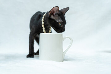 This small black kitten's playful personality shines through as they engage with a white blank mug