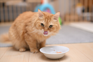 ごはんを食べる猫（マンチカン）