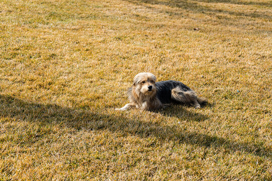 Cute homeless dog outdoor